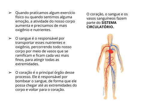 Plano De Aula Ano Cora O Vasos Sangu Neos E Sangue