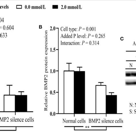 Effects Of Cell Types And P Levels On The Tibial Osteoblastic BMP2