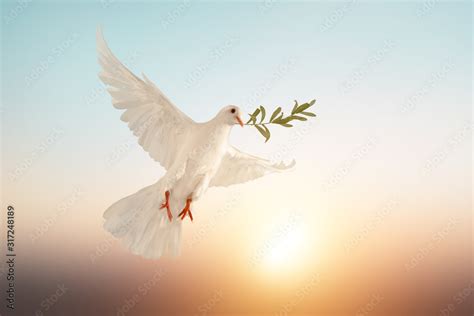 White Dove Or White Pigeon Carrying Olive Leaf Branch On Pastel