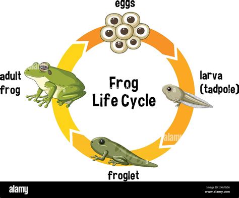 Stages from egg to adult frog Stock Vector Image & Art - Alamy