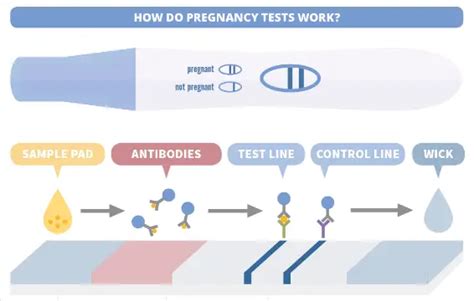 Pregnancy Diagnostic Tests Principle Procedure And Results • Microbe Online