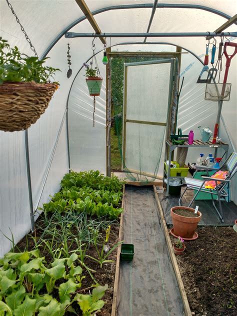 Polytunnel In October 2020 Backyard Greenhouse Backyard Farming