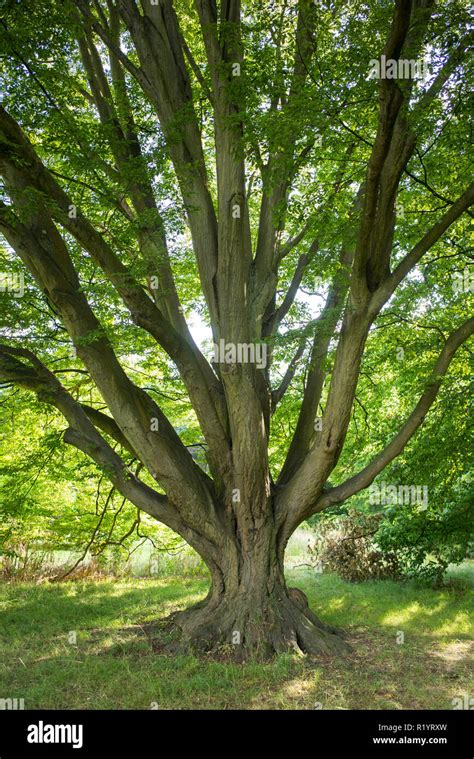 Arbre Charme Commun Carpinus Betulus Fastigiata Au Royal Botanic