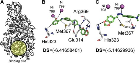 The High Potent Compounds Interaction Profile Against Urease Enzyme A