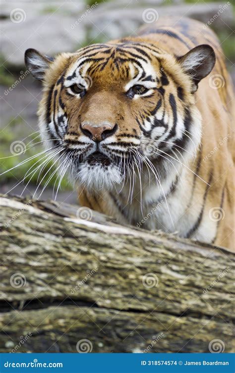 Beautiful Malaysian Tiger At The Zoo Stock Photo Image Of Africa