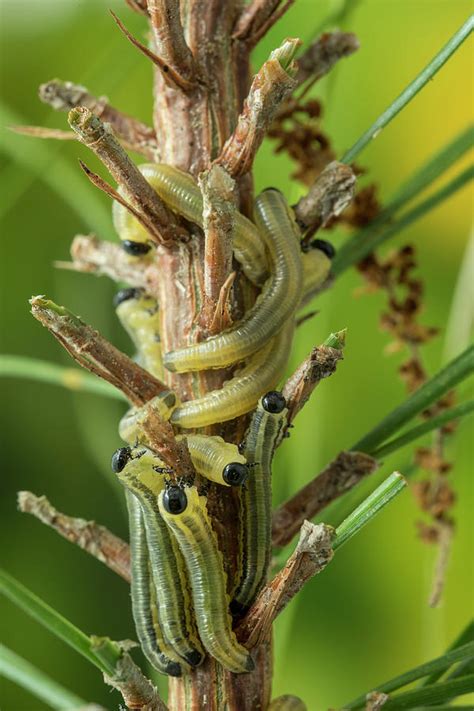 Conifer Sawfly Larvae Crawling Up Conifer Branch Alabama Photograph By