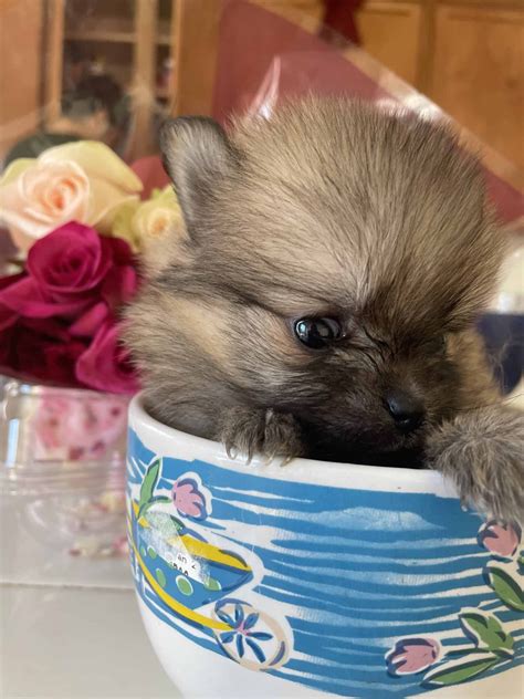 Teacup Pomeranian Puppy Pomeranian Puppy Teacup, Pet Snake, Pomeranians ...