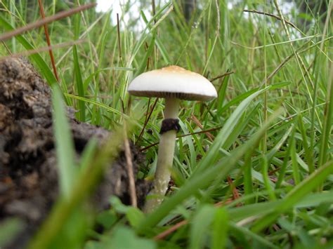 shroom identification - Mushroom Hunting and Identification - Shroomery ...