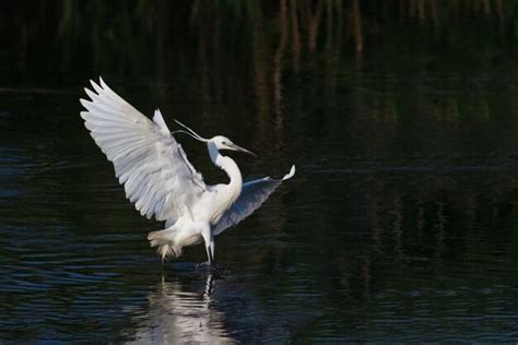 Garceta N Egretta Garzetta Foto Premium