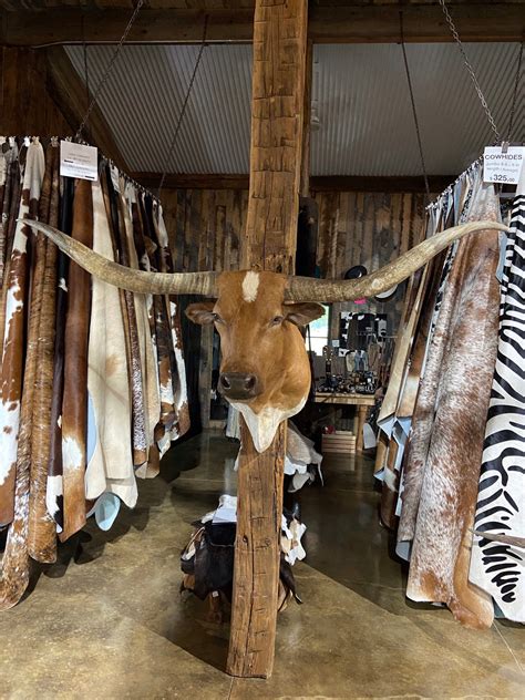 Sold Tan And White Longhorn Mount Yee Haw Ranch Outfitters