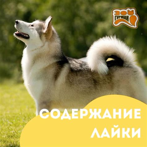 Интернет-зоомагазин Зоогурман - Home