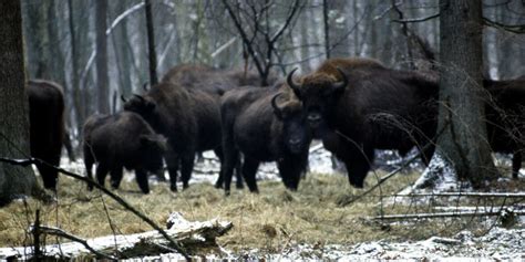 Puszcza Bia Owieska Pod Ochron Maksymaln Zmiana Prawa Planeta