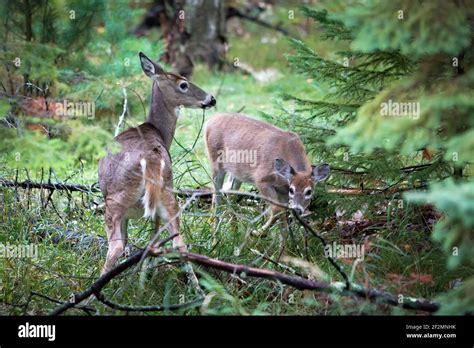 White Tailed Deer Odocoileus Virginianus Stock Photo Alamy
