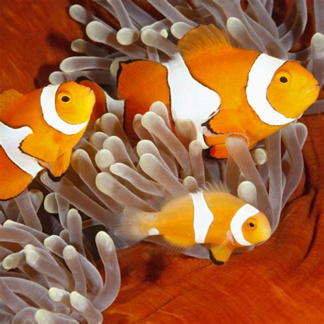 Ora Captive Bred Misbar Percula Clownfish Fish And Coral Store