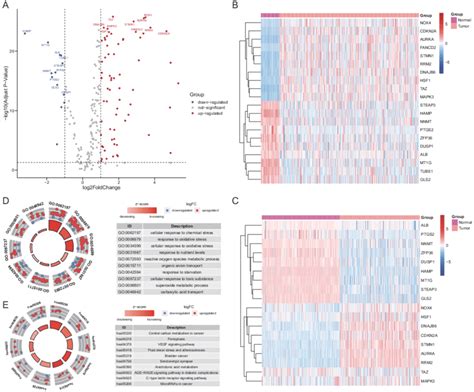 The differentially expressed ferroptosis-related genes. (A) The Volcano ... 