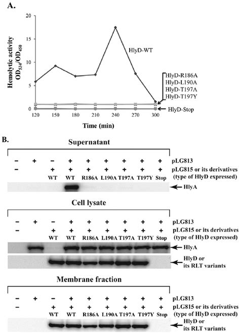 Hlya Activity Of E Coli Se5000 Expressing Wild Type Or Mutant Hlyd A