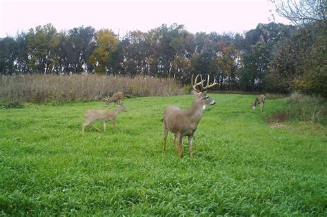 Buck Forage Oats For Food Plots Renovo Seed