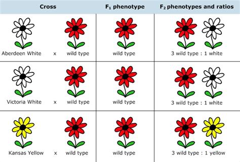 Solved Gene Interactions You Study Color Variants Of Arabidopsis