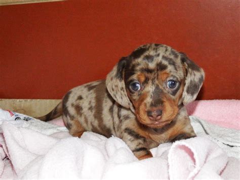 43+ Chocolate Dachshund Puppy For Sale Picture - Bleumoonproductions