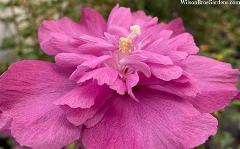 Buy Raspberry Smoothie Rose Of Sharon Free Shipping Wilson Bros