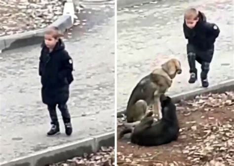 Ein Junge Hielt Auf Dem Weg Zur Schule An Um Streunende Hunde Zu