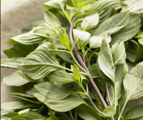 How to Plant Guide: Thai Basil Care and Use - Sweet Olive Farms