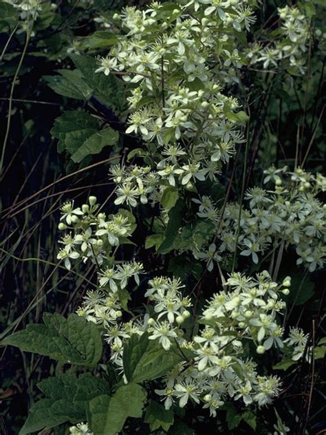 Clematis virginiana - Jersey-Friendly Yards