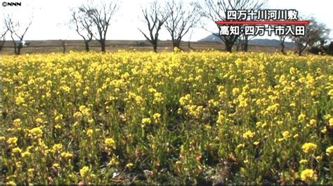 菜の花の“黄色いじゅうたん”が見頃 高知（2013年2月28日掲載）｜日テレnews Nnn