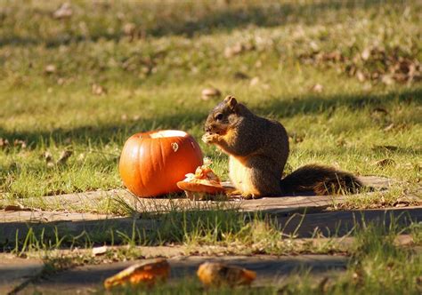 Squirrel eating pumpkin - Soil and Water