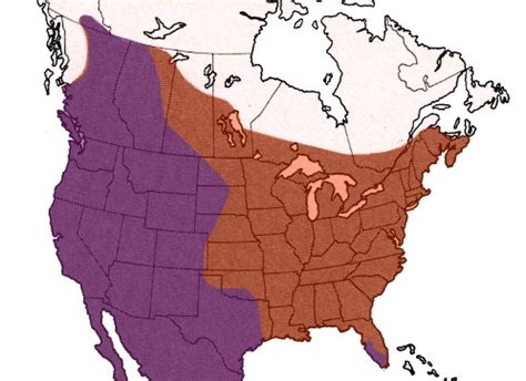 Biology of Cougars (Puma concolor) in Manitoba.