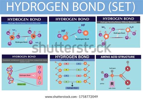 Hydrogen Bond Chemistry Lesson Infographic Hydrogen Stock Vector Royalty Free 1758772049