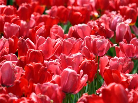 Free download wallpapers Red Tulips Wallpapers [1600x1200] for your ...