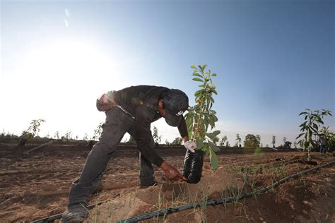 Israel to Stop Planting Trees With Start of Shmita Year - Israel News ...