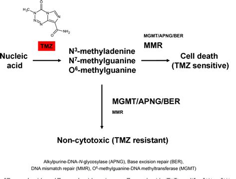 Figure From Temozolomide Resistance In Glioblastoma Multiforme