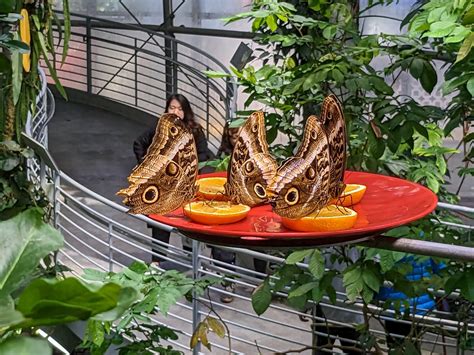 Osher Rainforest Zoochat