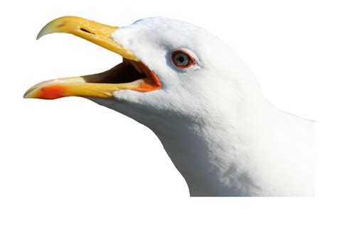 Download Png Image Report Seagull Face No Background Clip Art Library