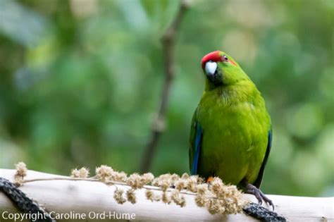 Zealandia Wildlife Sanctuary Wellington Karori Urban Ecosanctuary New Zealand