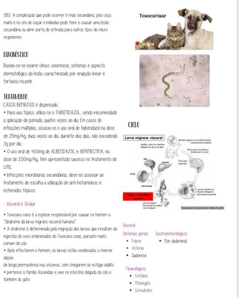 Larva Migrans Parasitologia Parasitologia Humana