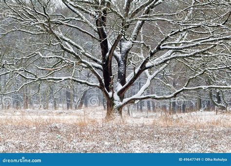 Old Oak Tree In Snow During Winter Stock Image Image Of Dutch