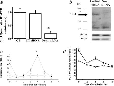 Knock Down Of Nox1 By Shrna Inhibits Ros Production During Cell Download Scientific Diagram