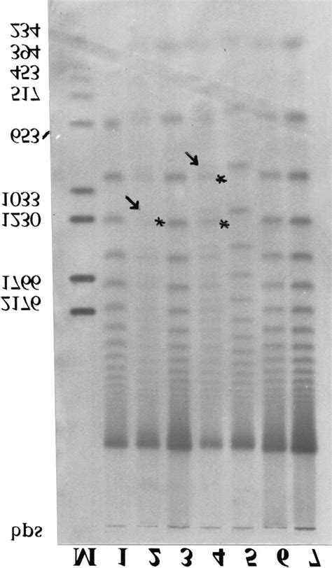 Southern blot of genomic DNA 5 µg per lane digested with Sau3AI