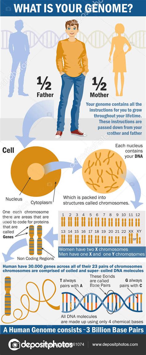 Human Genome Map Poster