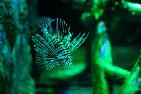 Underwater world. Lionfish fish in an aquarium 17157449 Stock Photo at ...