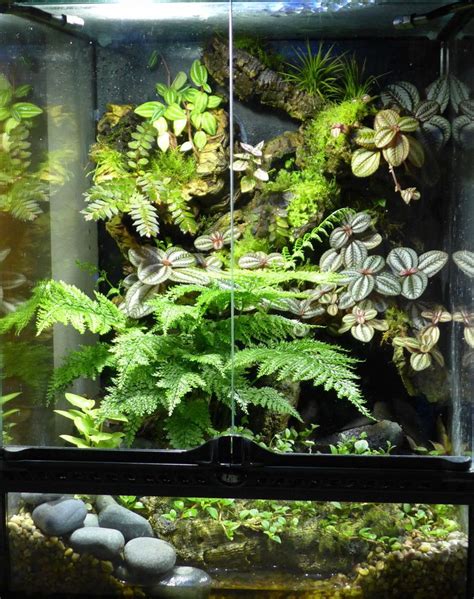 Bunch Umbrella Fern Live Tropical Plant For Vivarium Terrarium Frog Selaginella Tree Frog