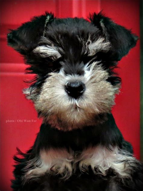 What Are Schnauzer Puppies Worth