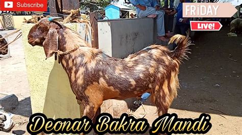 Deonar Bakra Mandi Latest Update 2023 Friday Live Market YouTube