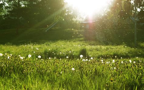 Wallpaper Sunlight Nature Field Green Morning Dandelion Light