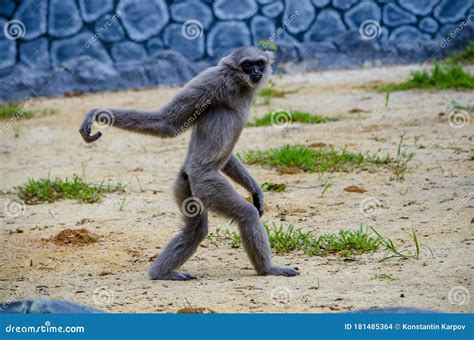 Fun Monkey Walking on the Ground at the Zoo Stock Photo - Image of area, walking: 181485364