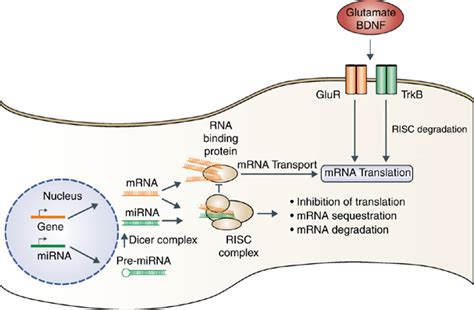 Regulation Of Mrna Translation By Mirnas The Ability Of Mrnas To Be