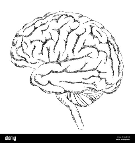 Cerebro Humano Ejemplo Blanco Y Negro Stock De Ilustraci N The Best